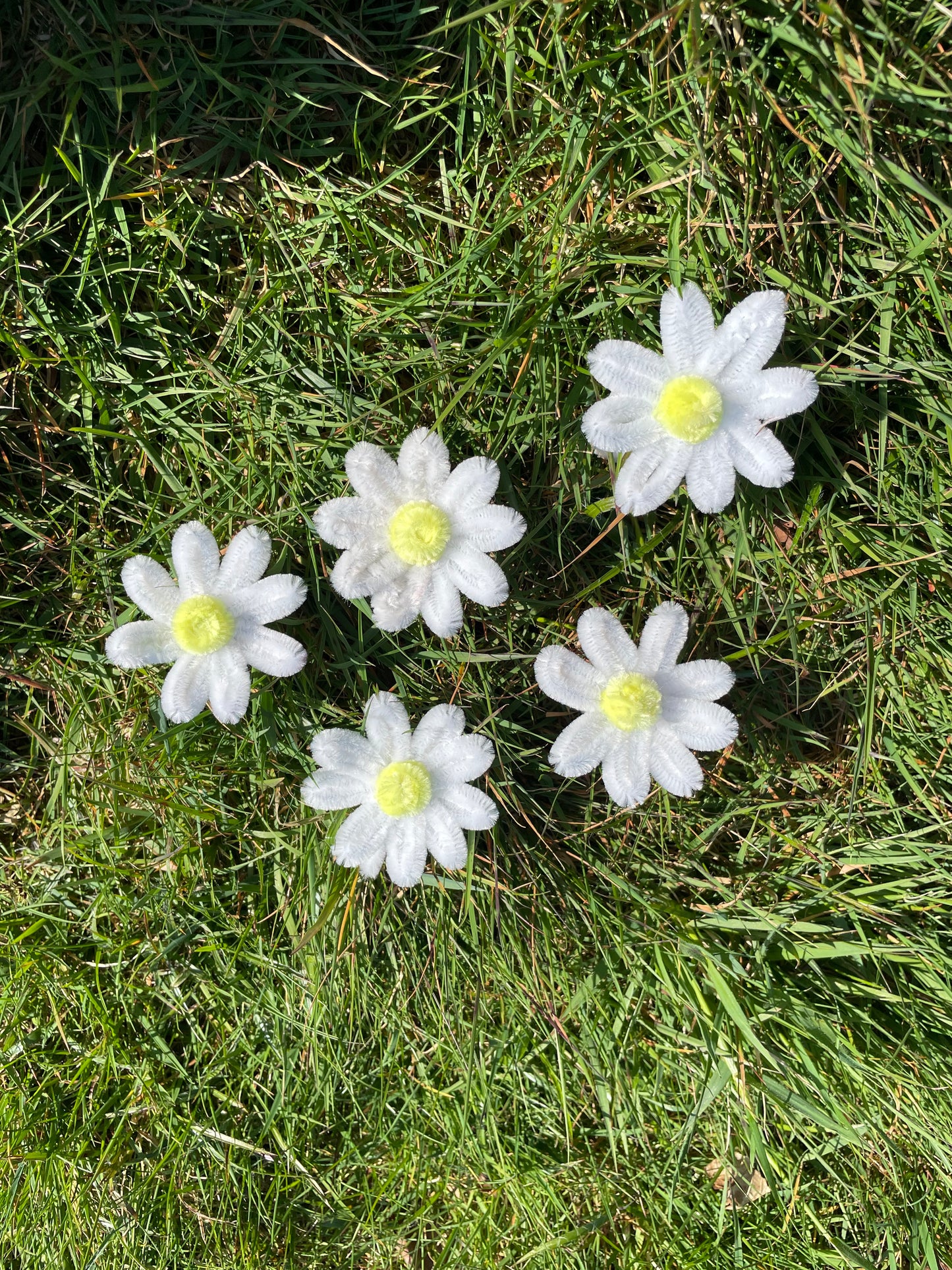 Singular Daisy